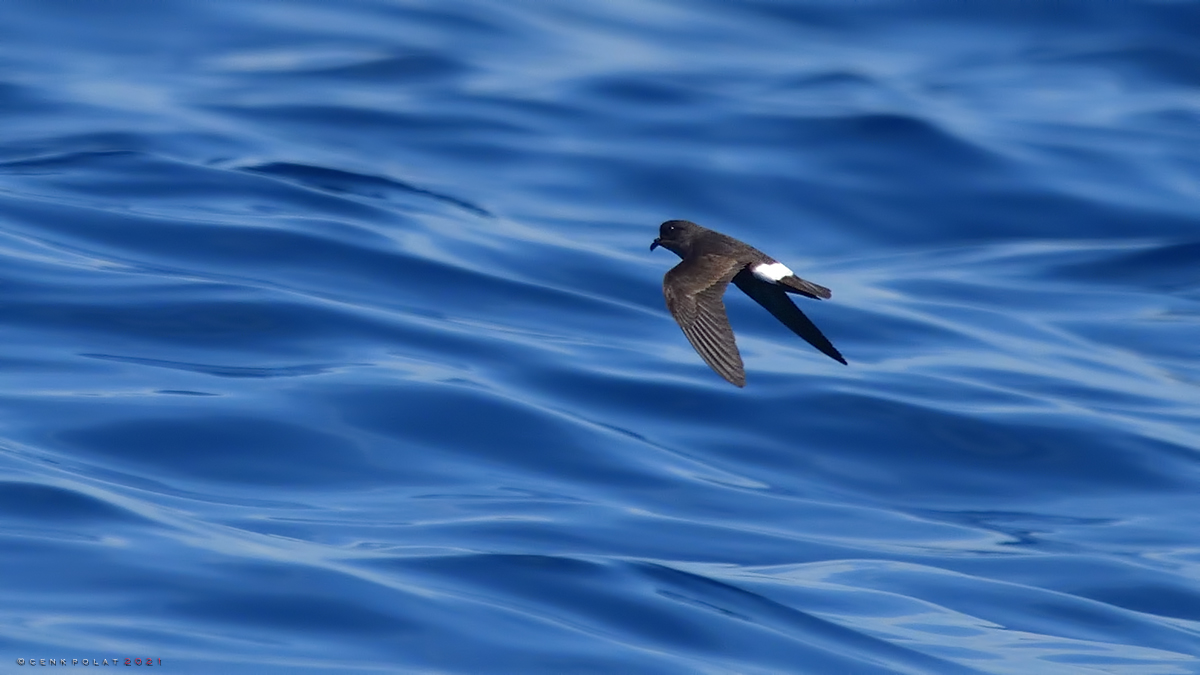 European Storm-Petrel